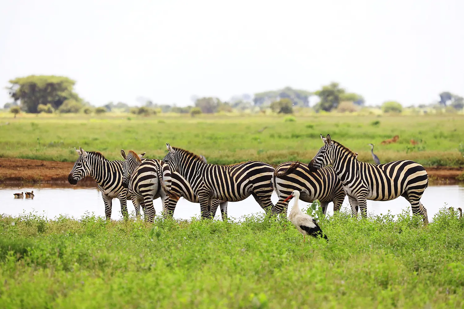 Wild animals